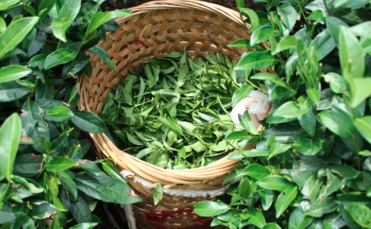 玉溪茶叶及茶制品检测,茶叶及茶制品检测费用,茶叶及茶制品检测机构,茶叶及茶制品检测项目